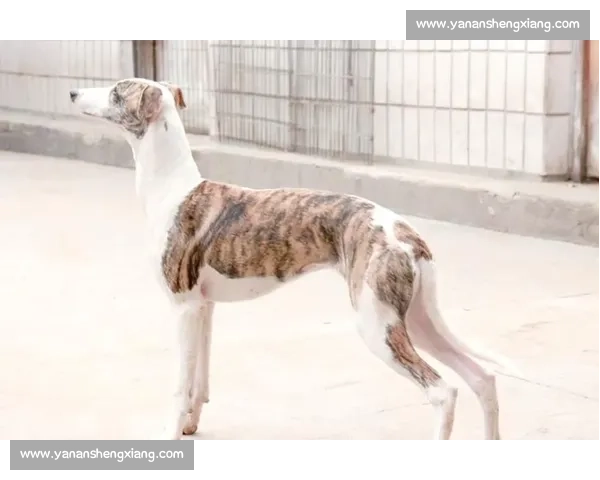 惠比特犬竞赛盛况回顾与技巧分享:如何培养一只优秀的比赛犬 惠比特犬竞赛盛况回顾与技巧分享:如何培养一只优秀的比赛犬