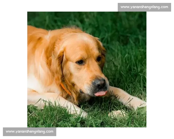 金毛犬比赛精彩纷呈 展现忠诚与智慧的完美结合